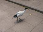 thumbs/img_1096.jpg