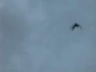 thumbs/img_1115.jpg