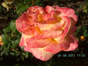 thumbs/bild7038.jpg