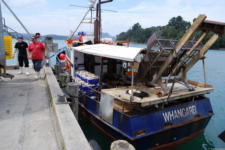 Whitianga, Hafen