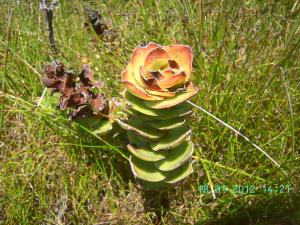 thumbs/bild3790.jpg