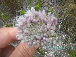 thumbs/bild6878.jpg