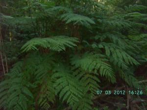 thumbs/bild8038.jpg